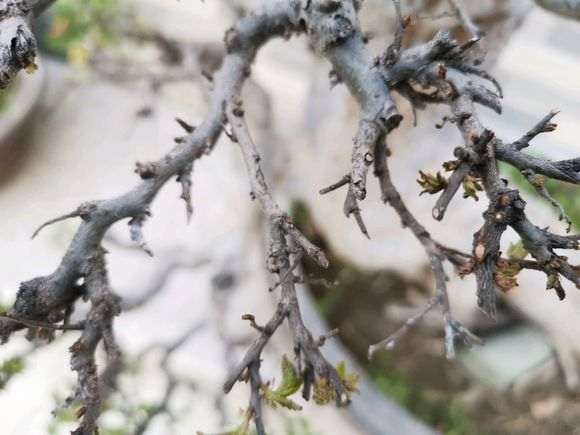 榆树盆景上盆三年 今天突然发芽开叶了