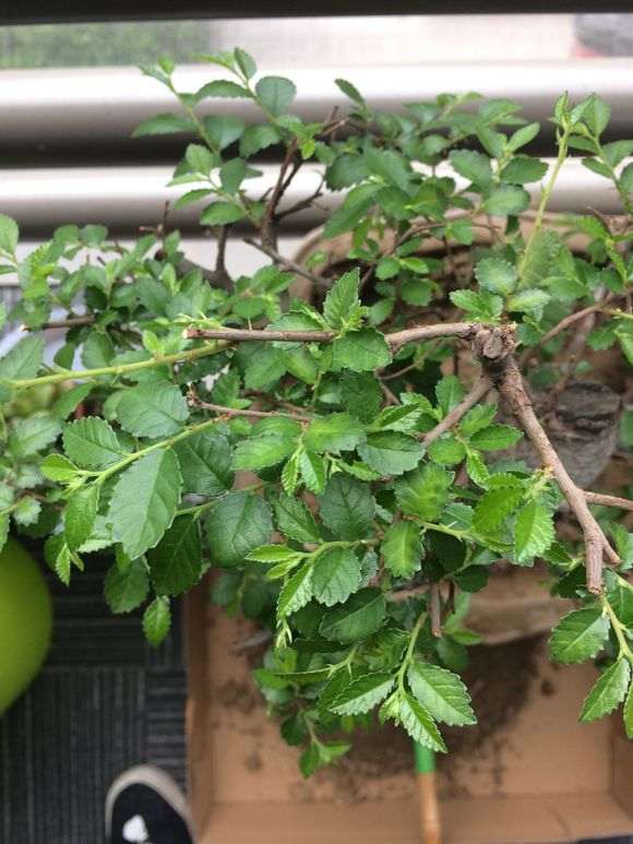 榆树下山桩新叶脱落