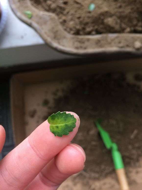 榆树下山桩新叶脱落