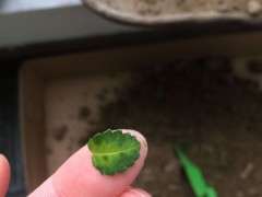 榆树下山桩新叶脱落 叶面有黑斑 怎么办