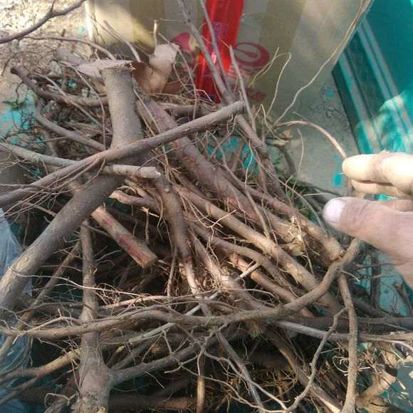 榆树下山桩的根倒栽能活吗