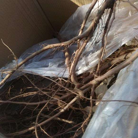 榆树下山桩的根倒栽能活吗