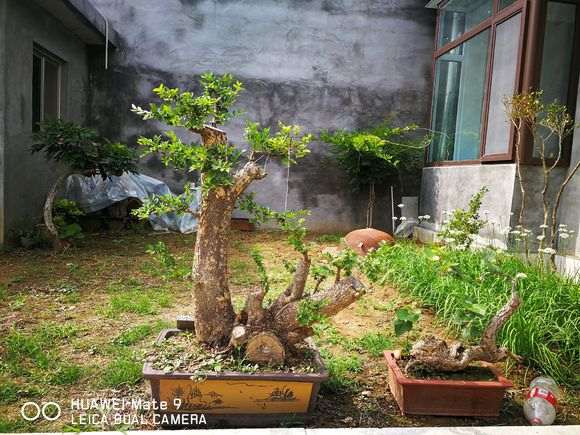 榆树下山桩冬天如何养护