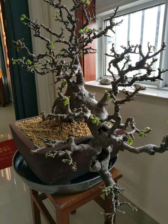 玩来玩去 还是榆树盆景最好玩