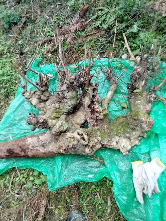 今天有幸挖得一棵榆树下山桩 全身都是疙瘩