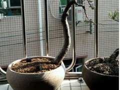 大伙们有用过赤玉土种榆树下山桩吗