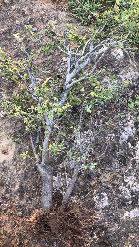 榆树下山桩为什么要用潮湿的沙土栽