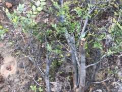 榆树下山桩为什么要用潮湿的沙土栽