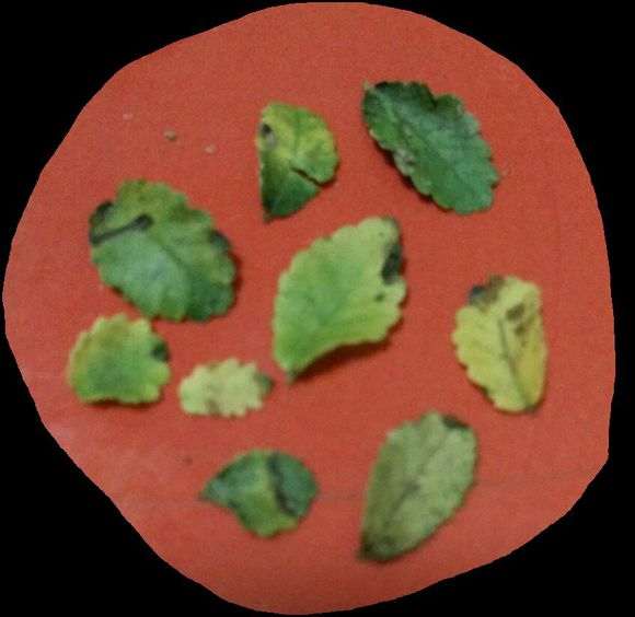 小榆树盆景叶子发黑后变黄最后枯干掉落