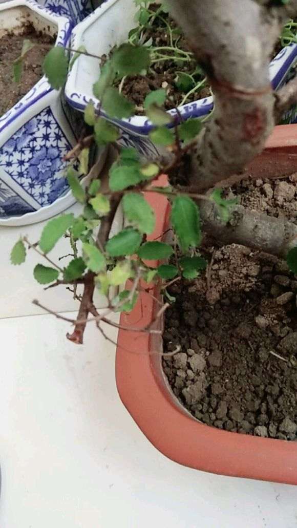 小榆树盆景叶子发黑后变黄最后枯干掉落