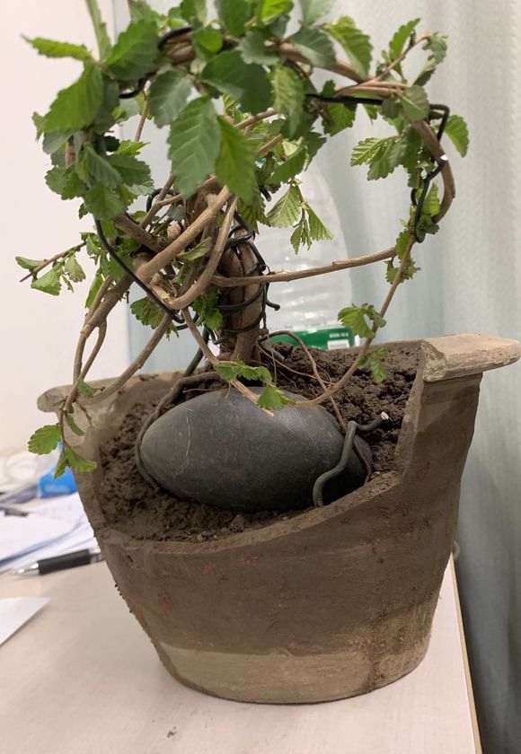 小榆树盆景叶子发黑后变黄最后枯干掉落