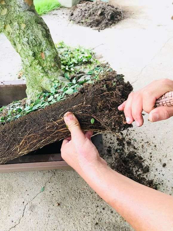 榆树盆景怎么翻盘的过程