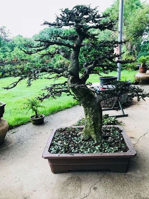 榆树盆景怎么翻盘的过程