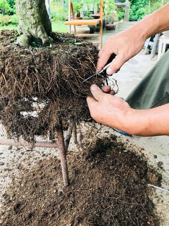 榆树盆景怎么翻盘的过程