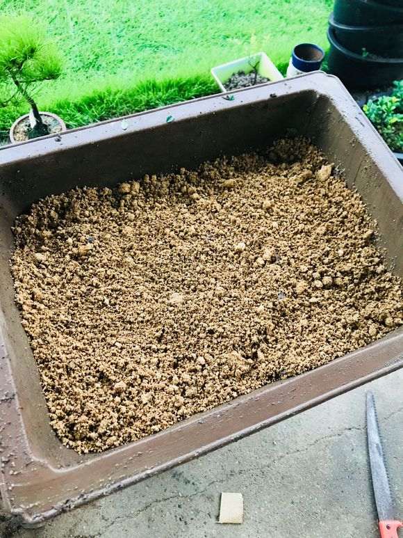 榆树盆景怎么翻盘的过程