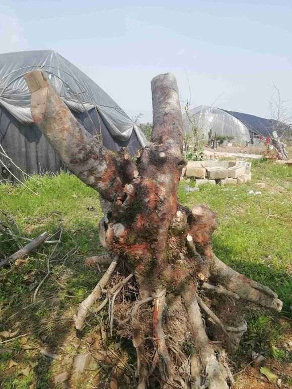 今年买的500元大榆树下山桩 大家怎么看