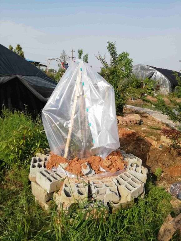 今年买的500元大榆树下山桩 大家怎么看