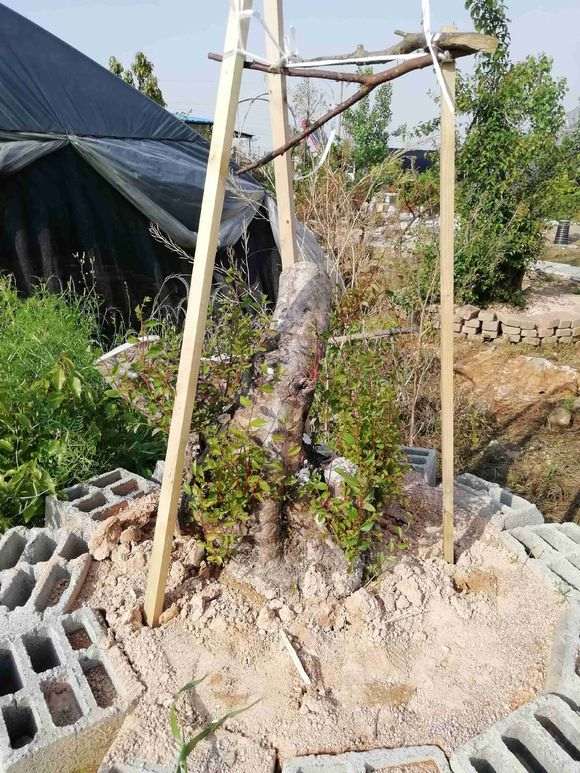 今年买的500元大榆树下山桩 大家怎么看