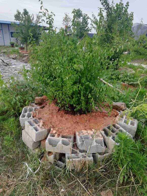 今年买的500元大榆树下山桩 大家怎么看