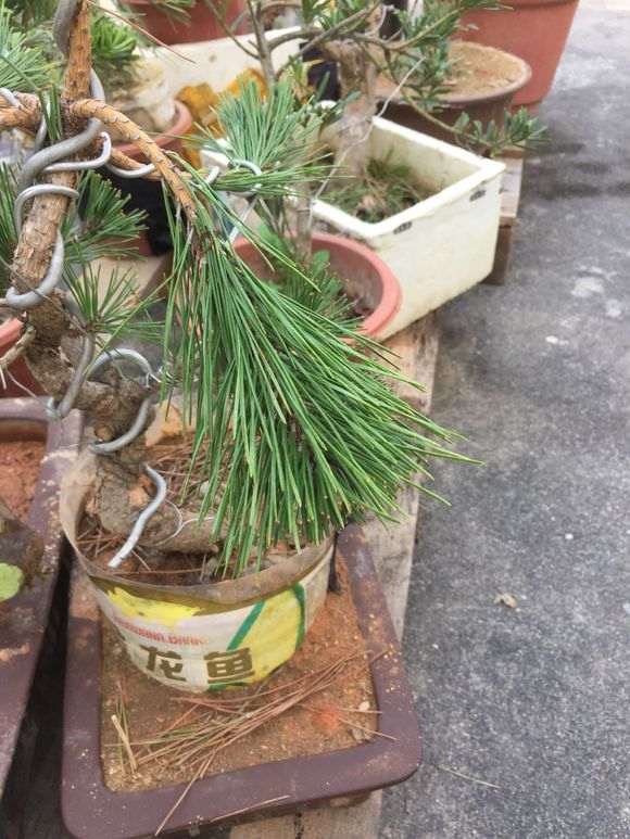 把黑松盆景的针剪短对它伤害大不大