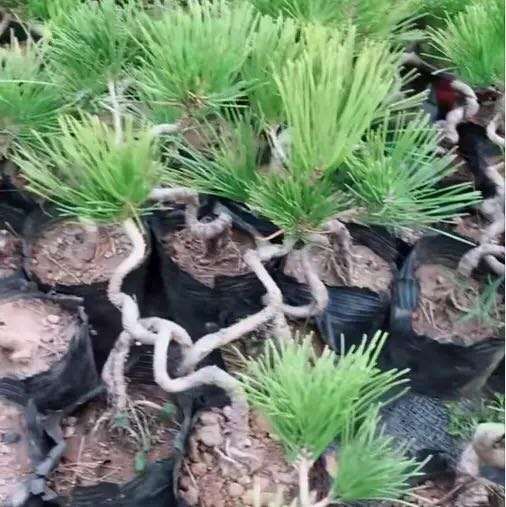 常见黑松盆景品种有什么特征