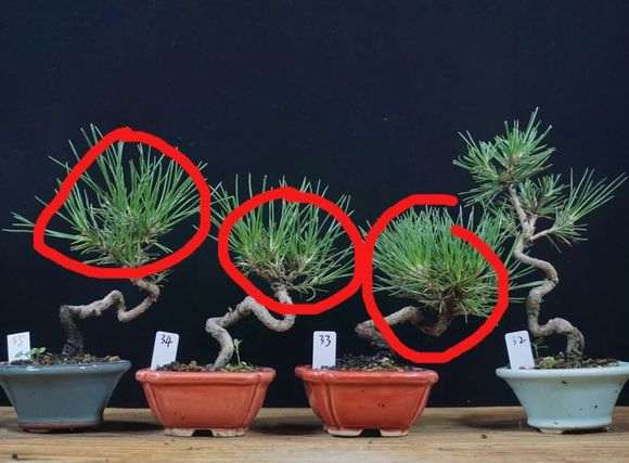 常见黑松盆景品种有什么特征