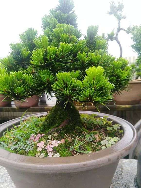 常见黑松盆景品种有什么特征