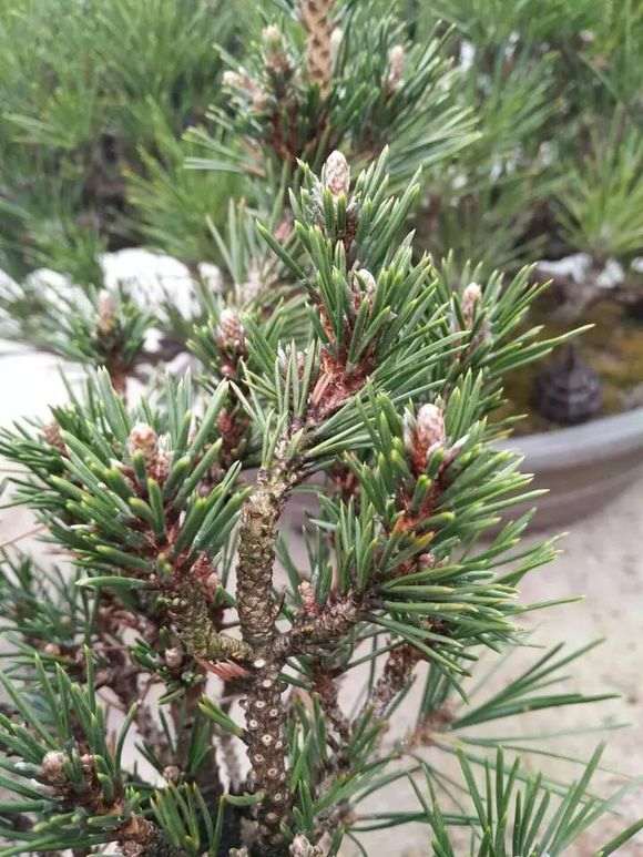 常见黑松盆景品种有什么特征