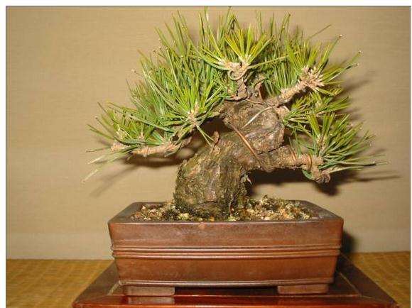 为什么瑞宝黑松盆景不是短针系黑松