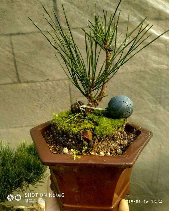 为什么瑞宝黑松盆景不是短针系黑松