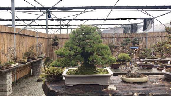 怎么在阳台养黑松盆景的方法