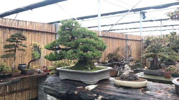 怎么在阳台养黑松盆景的方法