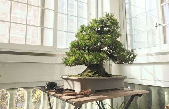 怎么在阳台养黑松盆景的方法