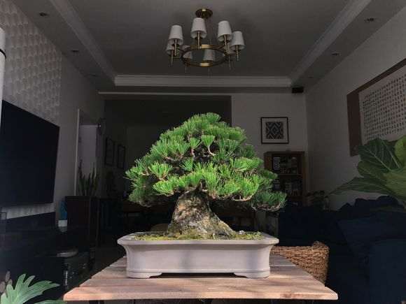 怎么在阳台养黑松盆景的方法