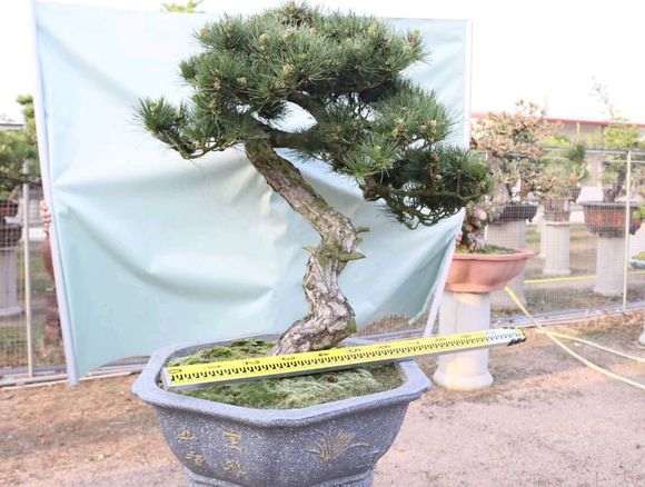 黑松与赤松盆景的区分 请高手解析