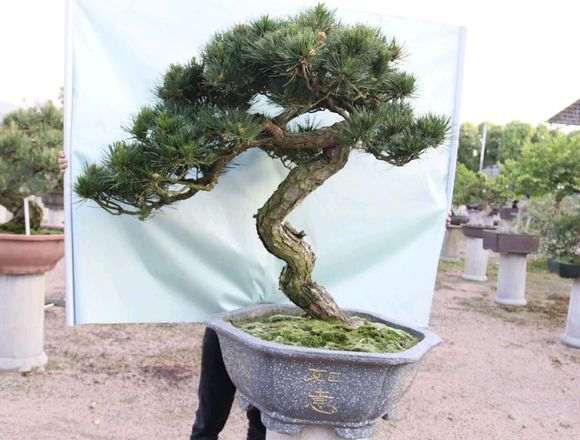 黑松与赤松盆景的区分 请高手解析