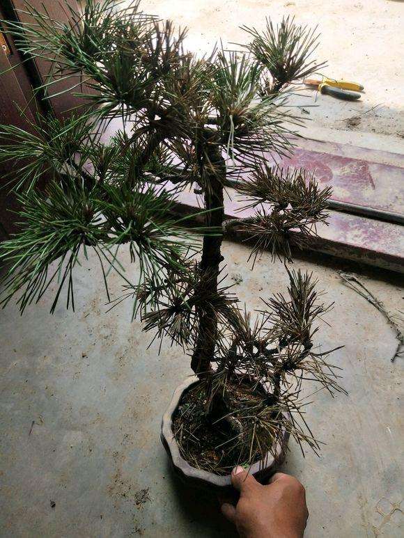 黑松盆景出现这种情况 还能救活吗