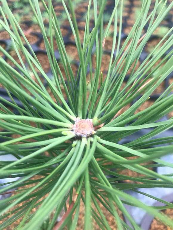 夏季修剪后松树盆景流液怎么办