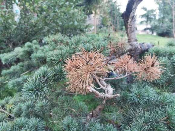 夏季黑松盆景的叶子枯萎怎么办