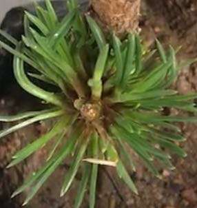 黑松盆景的叶子晒伤微黄怎么办