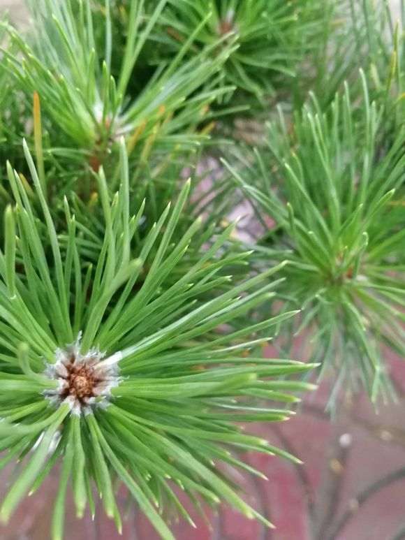 黑松盆景叶根部发白是怎么回事