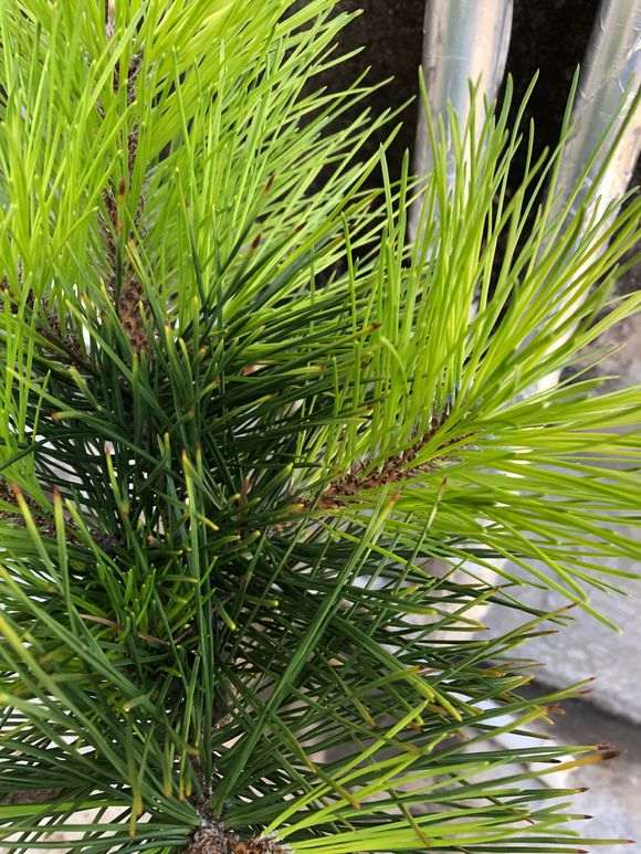 黑松盆景叶根部发白是怎么回事