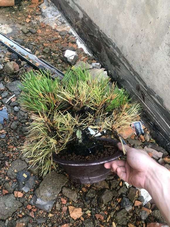 黑松盆景叶根部发白是怎么回事