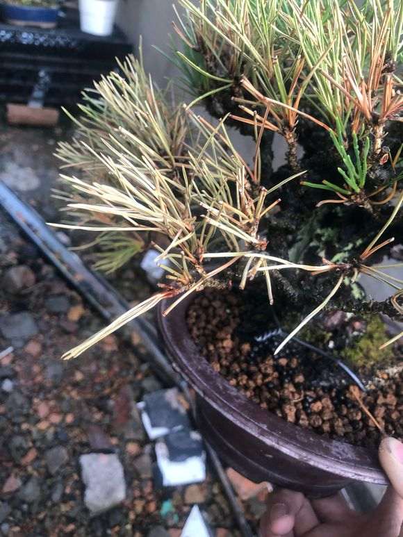 黑松盆景叶根部发白是怎么回事