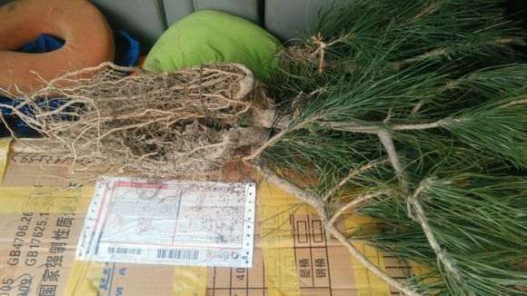 曝光一个卖提根黑松盆景大骗子