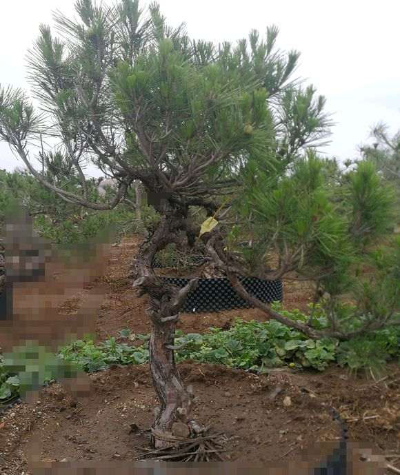 养了六年的黑松盆景 不知道该怎么造型