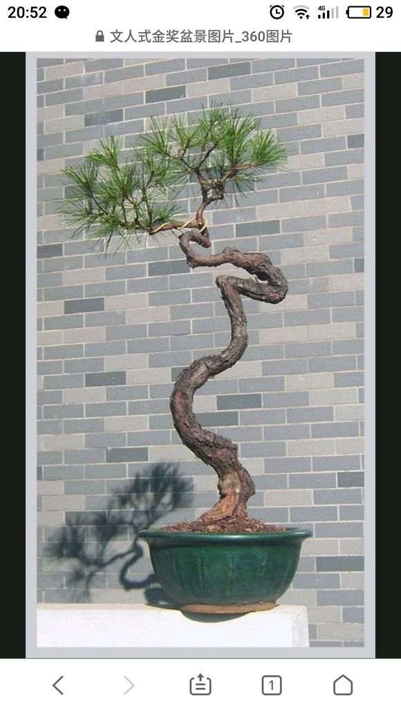 为什么室内不能养护松树盆景的3个原因