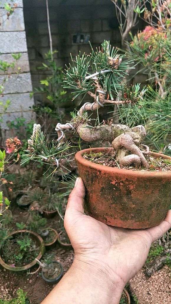 为什么室内不能养护松树盆景的3个原因