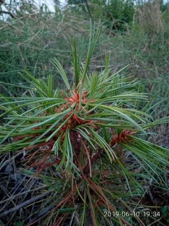 黑松油松盆景怎么区分 马尾松赤松怎么辨别