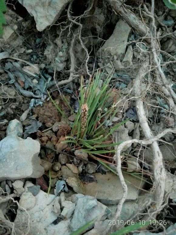 黑松油松盆景怎么区分 马尾松赤松怎么辨别